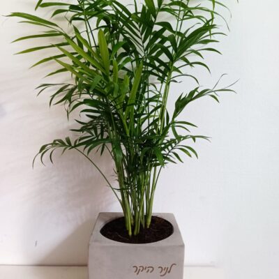 עציץ בטון בהקדשה אישית