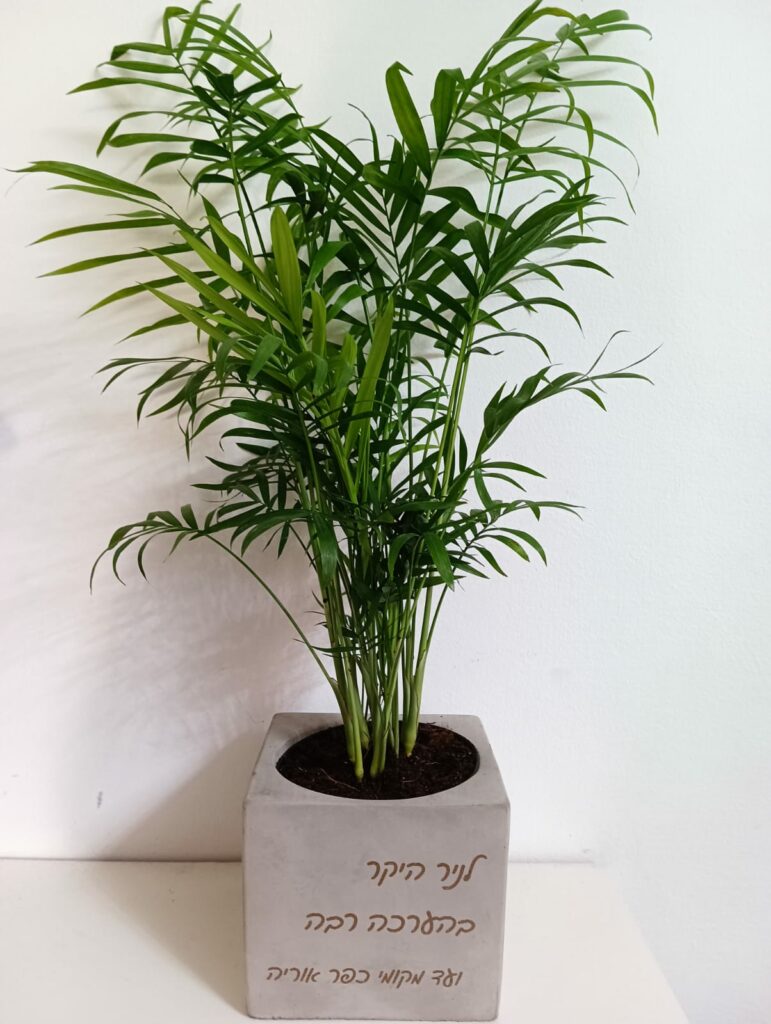 עציץ בטון בהקדשה אישית