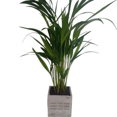 עציץ בטון בהקדשה אישית - תמונה נוספת