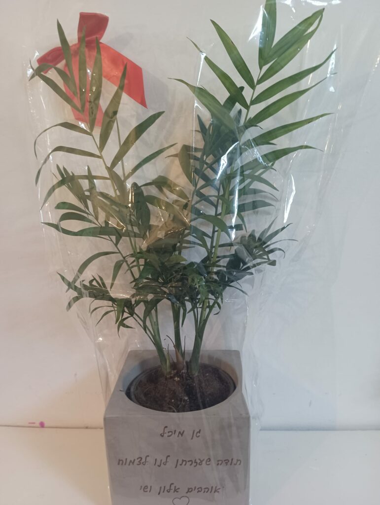 עציץ בטון גדול בהקדשה אישית