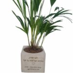 עציץ בטון גדול בהקדשה אישית