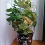 עציץ עם הקדשה