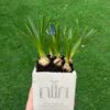 ⁦אדנית בטון עם חריטה⁩ – תמונה ⁦2⁩