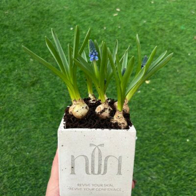 עציץ בטון פעמוני גשם