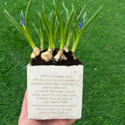 עציץ בטון פעמוני גשם - תמונה נוספת