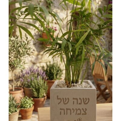 עציץ בטון דגם שנת צמיחה