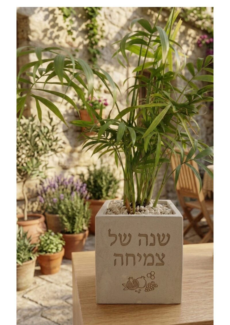 עציץ בטון דגם שנת צמיחה